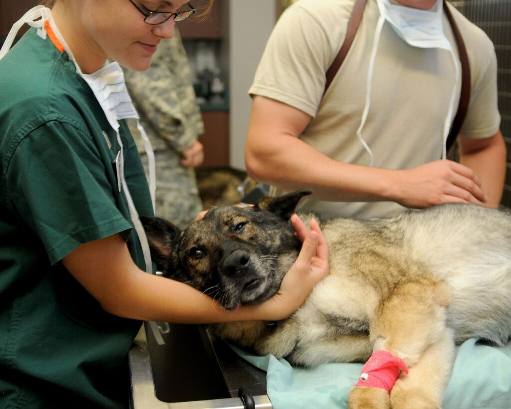 The Essential Role of Veterinary Technicians